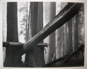 BRUCE BARNBAUM Fallen Sequoias