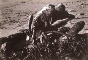 EDMUND TESKE Tangle of Kelp